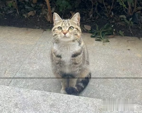 保宇配资 流浪猫有这4个行为，或曾遭前主人虐待，请加倍善待！
