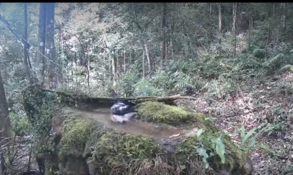 芝麻配资 广西花坪保护区首次拍到猛禽赤腹鹰喝水戏水，系国家二级保护动物
